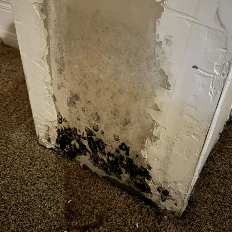 Professional Mold Removal in Cass County, MI